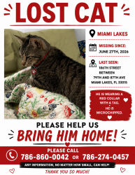 Lost Male Cat last seen 186th st between 79th and 87th avenue, Miami-Dade County, FL 33015
