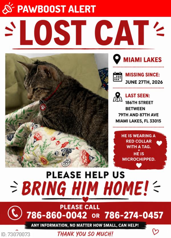 Lost Male Cat last seen 186th st between 79th and 87th avenue, Miami-Dade County, FL 33015