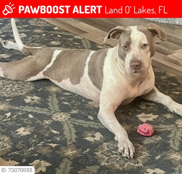 Lost Female Dog last seen Cypress Bayou, Land O' Lakes, FL 34638