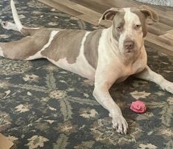Lost Female Dog last seen Cypress Bayou, Land O' Lakes, FL 34638