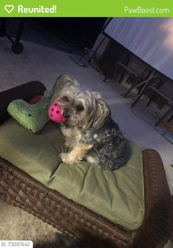 Reunited Female Dog last seen Yarborough and east county road 540A, Lakeland, FL 33812