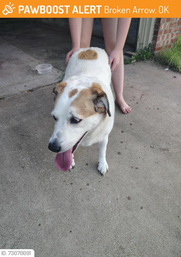Found/Stray Female Dog last seen Elm St & W Richmond St, Broken Arrow, OK 74012