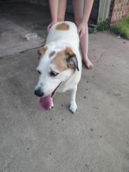 Found/Stray Female Dog last seen Elm St & W Richmond St, Broken Arrow, OK 74012