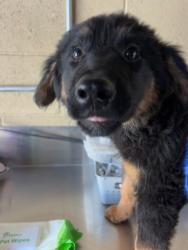 Shelter Stray Male Dog last seen Near BLK BROWN ST,BAKERSFIELD,CA, 201 S Mt Vernon Ave, Bakersfield, CA 93307, USA