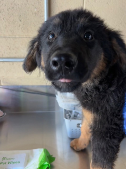 Shelter Stray Male Dog last seen Near BLK BROWN ST,BAKERSFIELD,CA, 201 S Mt Vernon Ave, Bakersfield, CA 93307, USA