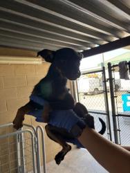 Shelter Stray Female Dog last seen Near BLK BROWN ST,BAKERSFIELD,CA, 201 S Mt Vernon Ave, Bakersfield, CA 93307, USA