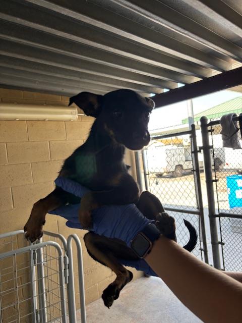 Shelter Stray Female Dog last seen Near BLK BROWN ST,BAKERSFIELD,CA, 201 S Mt Vernon Ave, Bakersfield, CA 93307, USA