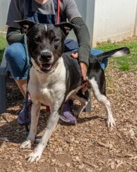 Shelter Stray Male Dog last seen Near Flatshoals Pkwy, Decatur 30034, 30034, GA, 3280 Chamblee Dunwoody Rd, Chamblee, GA 30341, USA