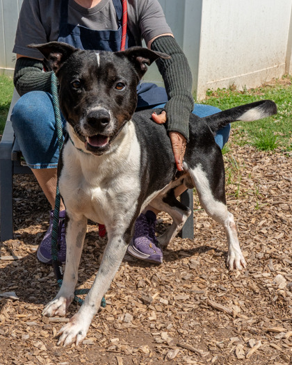 Shelter Stray Male Dog last seen Near Flatshoals Pkwy, Decatur 30034, 30034, GA, 3280 Chamblee Dunwoody Rd, Chamblee, GA 30341, USA