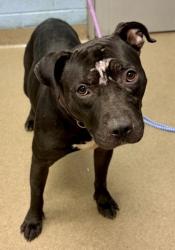 Shelter Stray Male Dog last seen Linecrest Rd and Catalpa Way, Ellenwood, GA 30294, 30294, GA, 3280 Chamblee Dunwoody Rd, Chamblee, GA 30341, USA