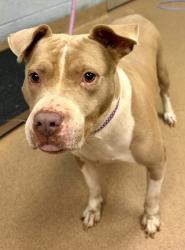 Shelter Stray Female Dog last seen Near Chamblee Dunwoody RD Chamblee GA 30341, 30341, GA, 3280 Chamblee Dunwoody Rd, Chamblee, GA 30341, USA
