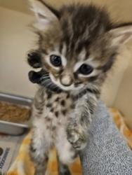 Shelter Stray Unknown Cat last seen Near Eastwyck Cir, Decatur, GA 30032, 30032, GA, 3280 Chamblee Dunwoody Rd, Chamblee, GA 30341, USA