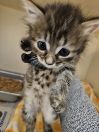 Shelter Stray Unknown Cat last seen Near Eastwyck Cir, Decatur, GA 30032, 30032, GA, 3280 Chamblee Dunwoody Rd, Chamblee, GA 30341, USA