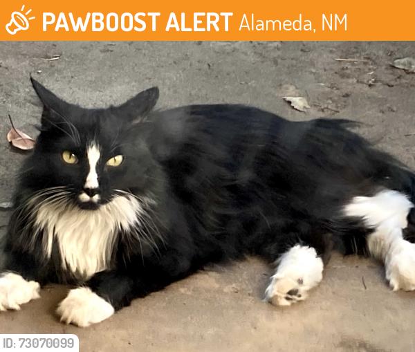 Found/Stray Unknown Cat last seen Near, Alameda, NM 87114