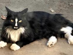 Found/Stray Unknown Cat last seen Near, Alameda, NM 87114
