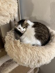 Reunited Male Cat last seen Madison Ave and Alameda de las Pulgas, Redwood City, CA 94061