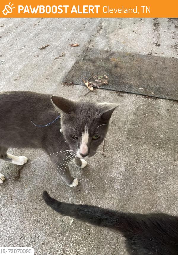 Found/Stray Male Cat last seen Brentwood behind Burger King on 25th, Cleveland, TN 37311