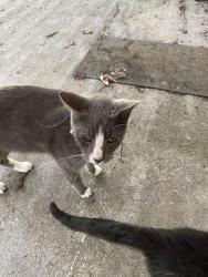 Found/Stray Male Cat last seen Brentwood behind Burger King on 25th, Cleveland, TN 37311