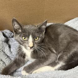 Shelter Stray Male Cat last seen San Diego, CA, 92102, 5500 Gaines St, San Diego, CA 92110, USA