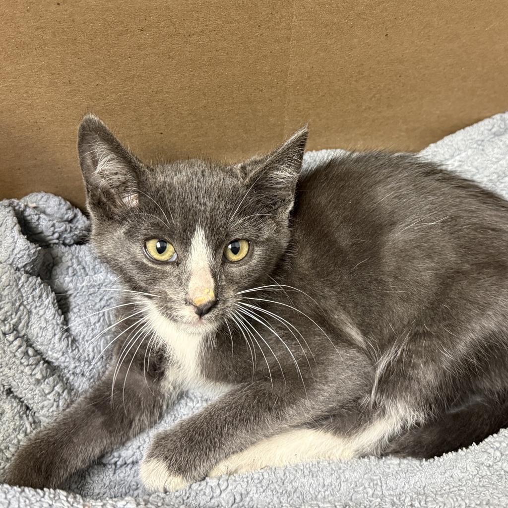 Shelter Stray Male Cat last seen San Diego, CA, 92102, 5500 Gaines St, San Diego, CA 92110, USA