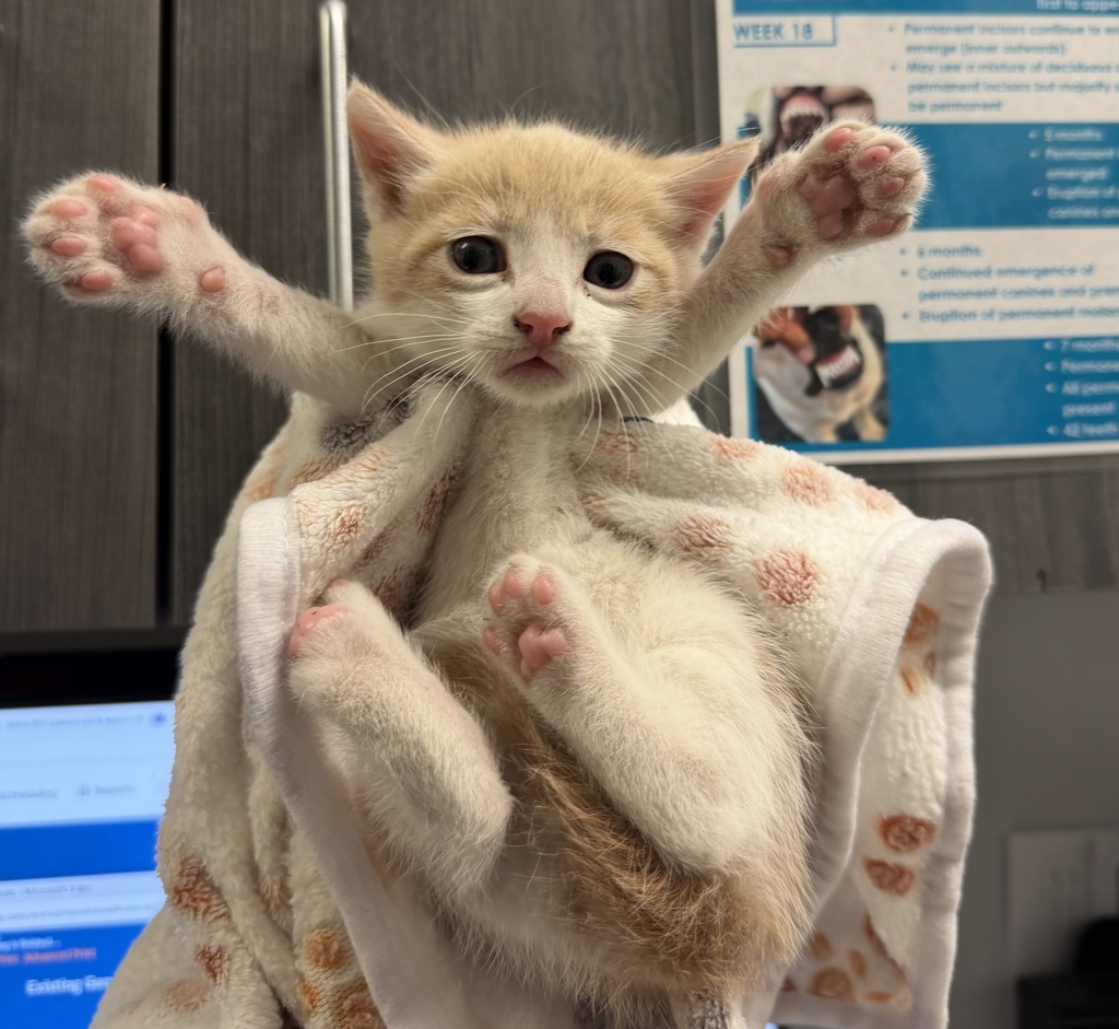 Shelter Stray Male Cat last seen L street, San Diego, CA, 92102, 5500 Gaines St, San Diego, CA 92110, USA