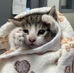 Shelter Stray Female Cat last seen L street, San Diego, CA, 92102, 5500 Gaines St, San Diego, CA 92110, USA