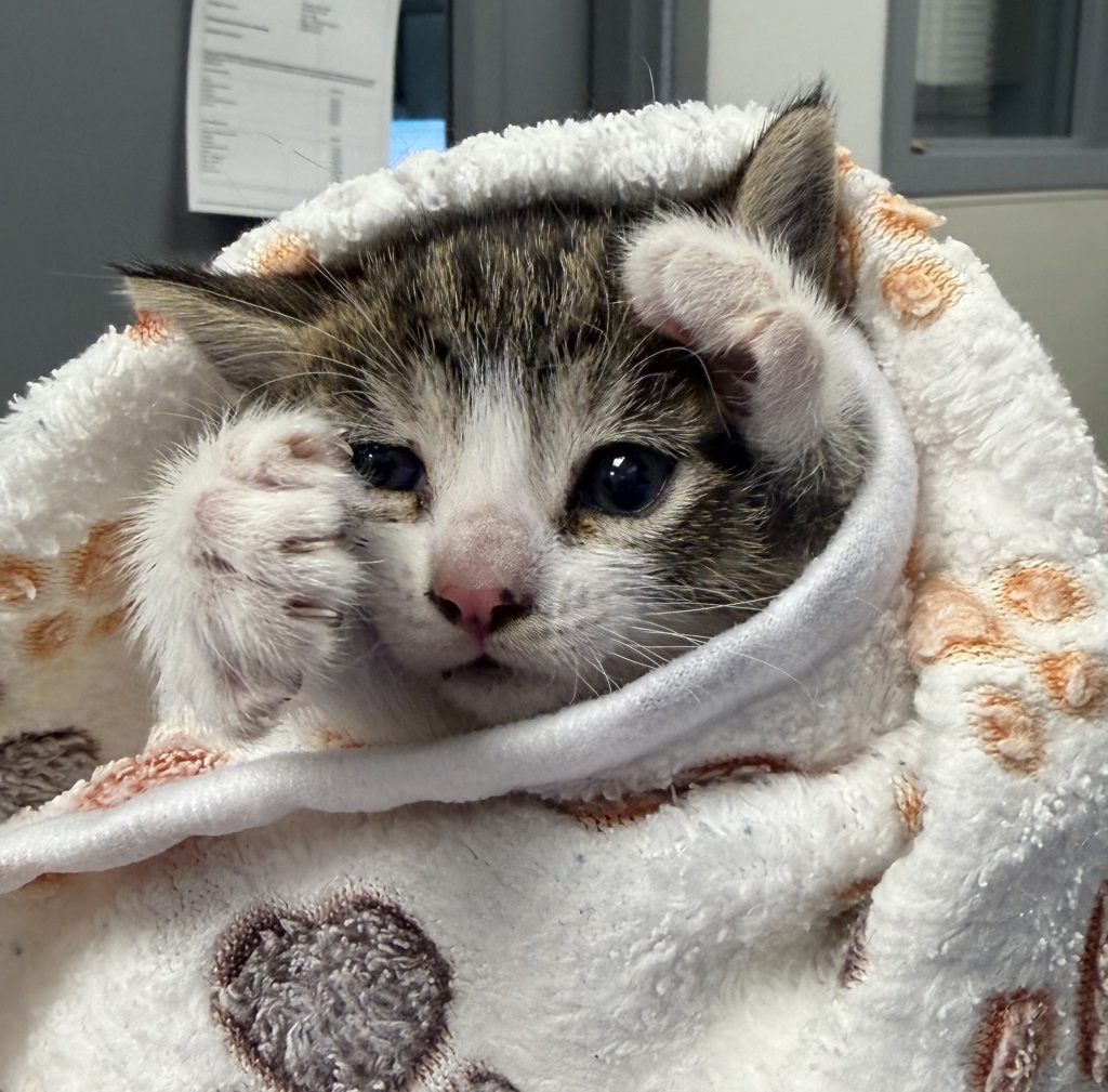 Shelter Stray Female Cat last seen L street, San Diego, CA, 92102, 5500 Gaines St, San Diego, CA 92110, USA