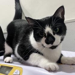 Shelter Stray Female Cat last seen , 3607 N Armenia Ave, Tampa, FL 33607, USA