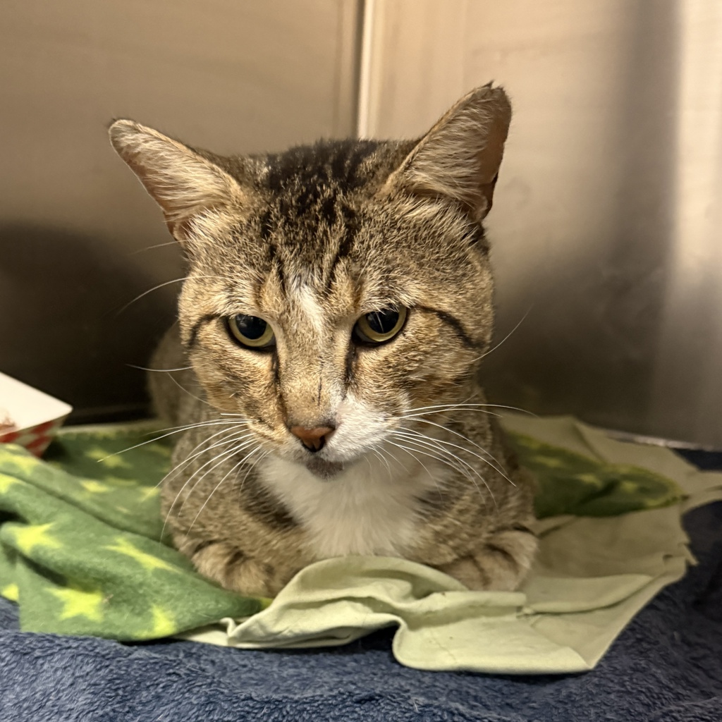 Shelter Stray Male Cat last seen Near Franklin Avenue, San Diego, CA, 92113, 5500 Gaines St, San Diego, CA 92110, USA