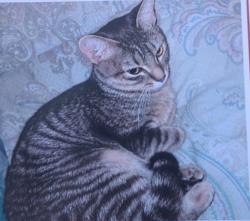 Lost Female Cat last seen Unit 6L, East Lyme, CT 06357