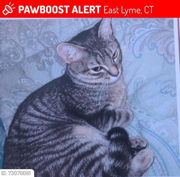 Lost Female Cat last seen Unit 6L, East Lyme, CT 06357