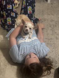 Lost Female Dog last seen Grandview dr and Miramar, Concord, NC 28025