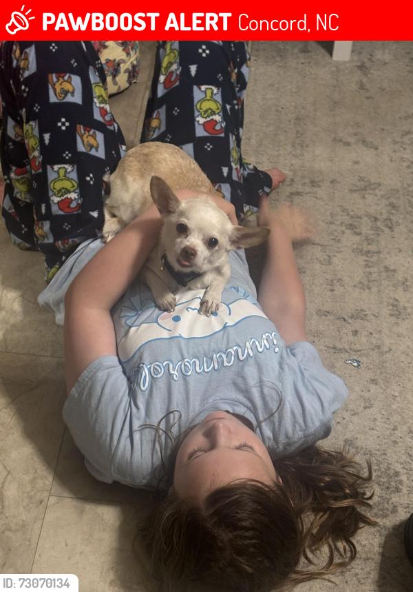 Lost Female Dog last seen Grandview dr and Miramar, Concord, NC 28025