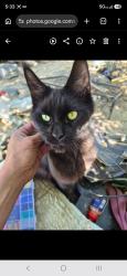Lost Female Cat last seen Balboa blvd and victory blvd, Los Angeles, CA 91406