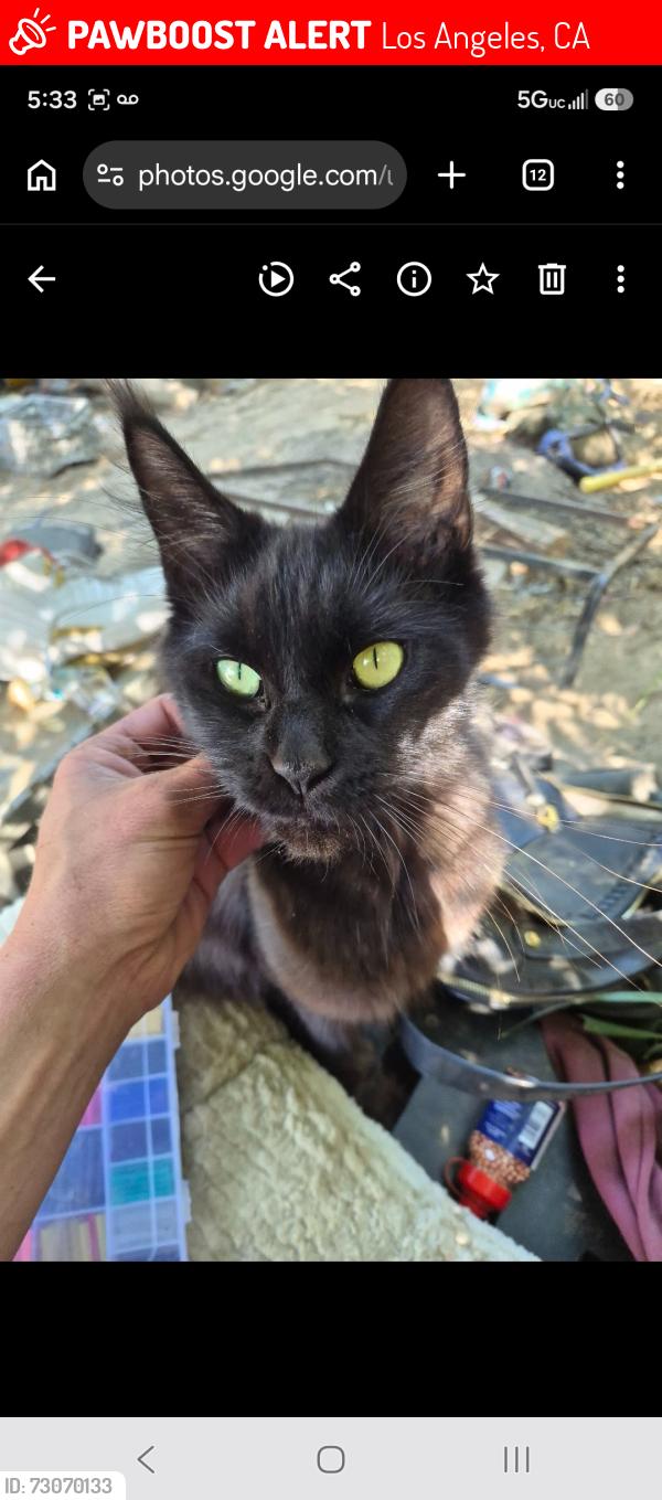 Lost Female Cat last seen Balboa blvd and victory blvd, Los Angeles, CA 91406