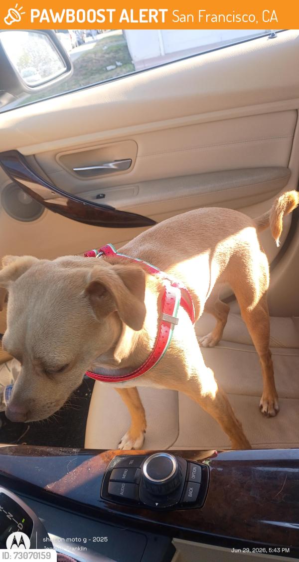 Found/Stray Female Dog last seen Goodwill in Bayview plaza, San Francisco, CA 94124