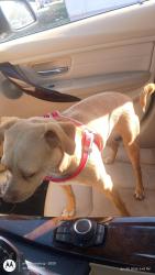 Found/Stray Female Dog last seen Goodwill in Bayview plaza, San Francisco, CA 94124