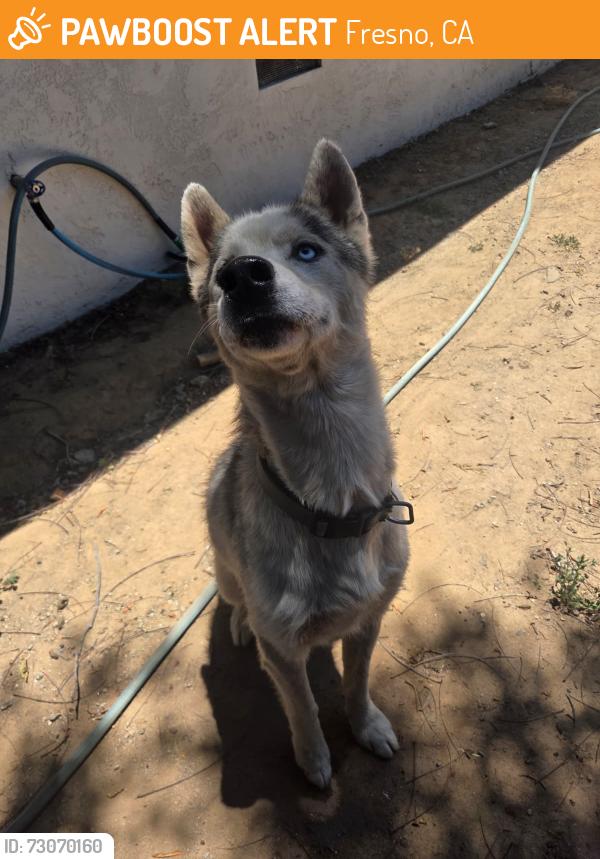 Found/Stray Male Dog last seen Sierra Ave and Blackstone Ave, Fresno, CA 93704