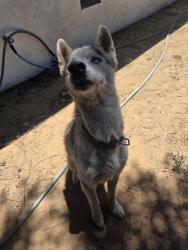 Found/Stray Male Dog last seen Sierra Ave and Blackstone Ave, Fresno, CA 93704