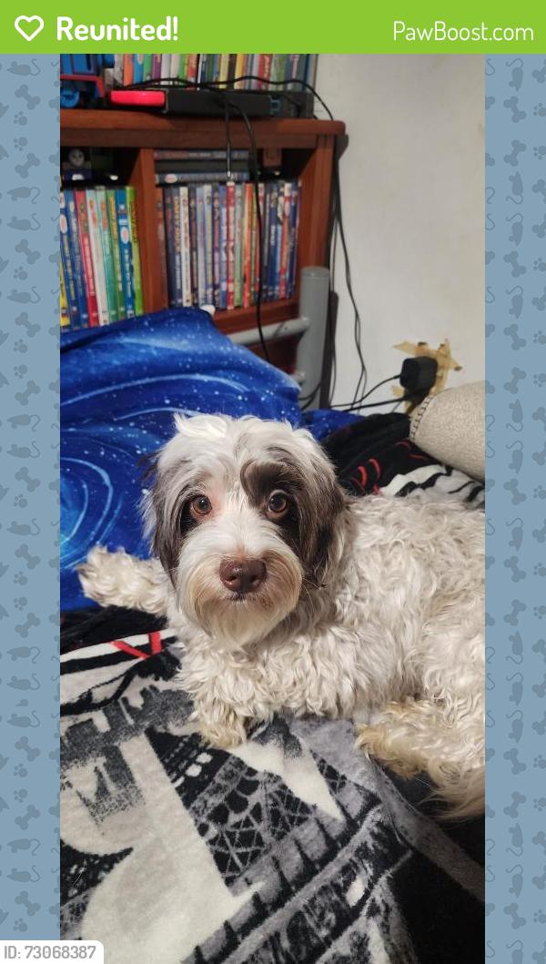 Reunited Male Dog last seen Between 104th street & 45th ave , Queens, NY 11368