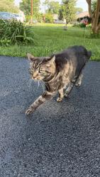 Found/Stray Unknown Cat last seen Sellers Ave , Ridley Park, PA 19078