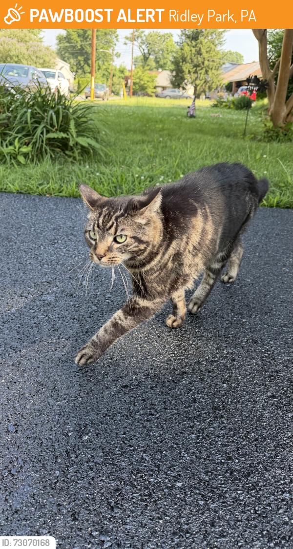 Found/Stray Unknown Cat last seen Sellers Ave , Ridley Park, PA 19078