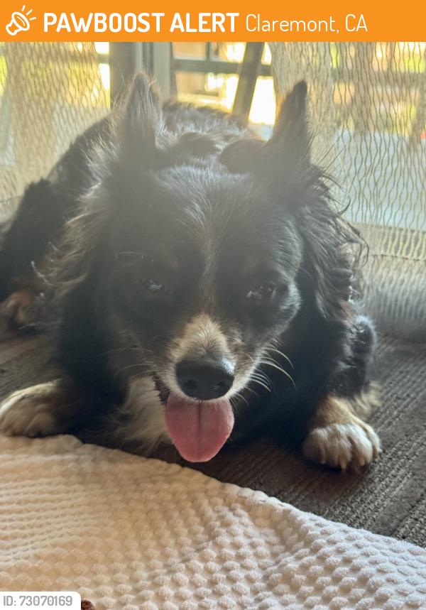 Found/Stray Male Dog last seen Near Foothill Blvd, Claremont, CA 91711