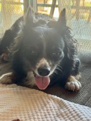 Found/Stray Male Dog last seen Near Foothill Blvd, Claremont, CA 91711