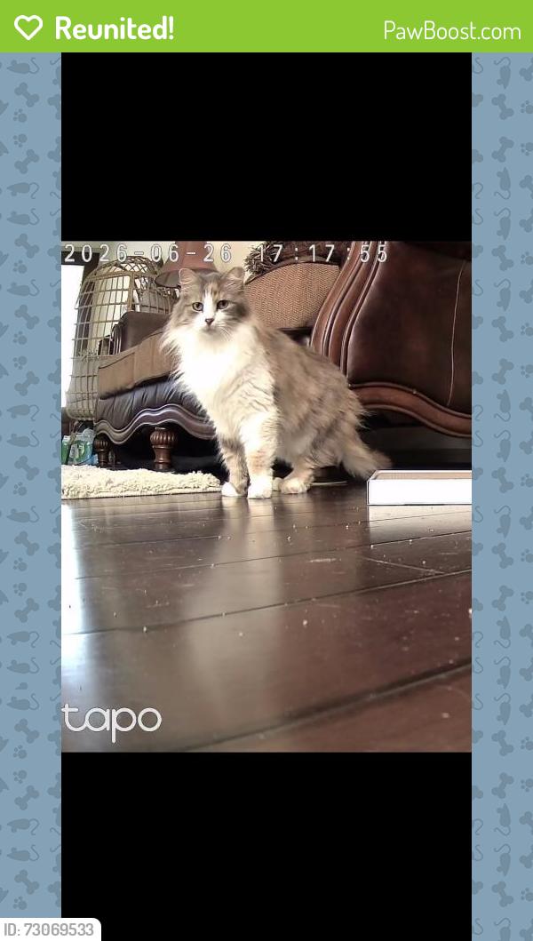 Reunited Female Cat last seen Wheaton Edge Ln Houston, TX 77095, Houston, TX 77095