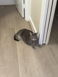 Lost Male Cat last seen 10th street , Oakland, CA 94606