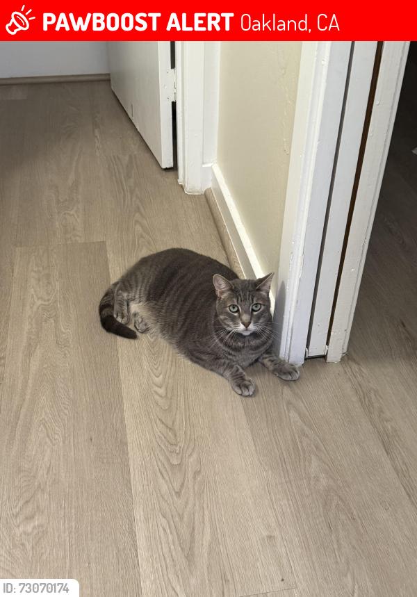 Lost Male Cat last seen 10th street , Oakland, CA 94606