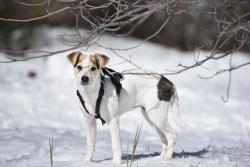 Lost Male Dog last seen mercy road 92129, San Diego, CA 92131