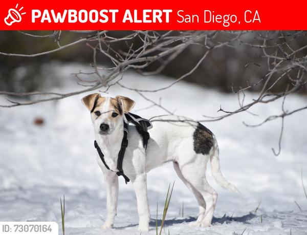 Lost Male Dog last seen mercy road 92129, San Diego, CA 92131