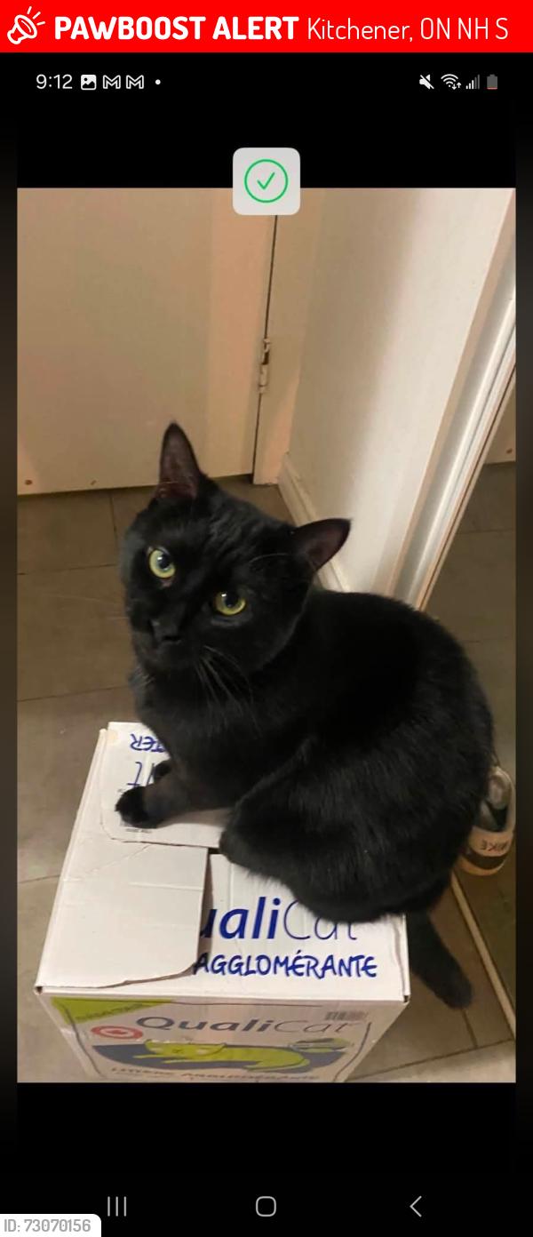 Lost Female Cat last seen Waterloo and Guelph. Duke and Wilhelm. , Kitchener, ON N2H 5S7